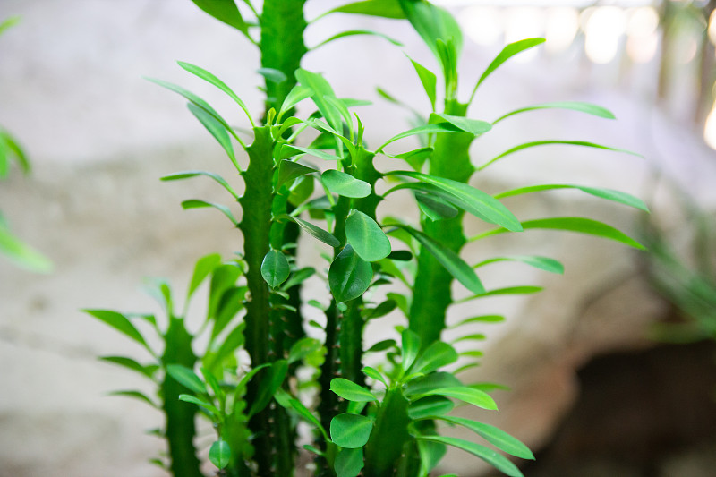 Turion elodea花绿色的石头背景