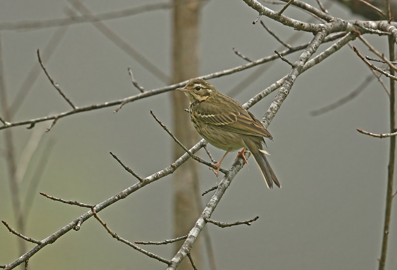 Olive-backed鹡鸰