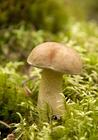 苔藓