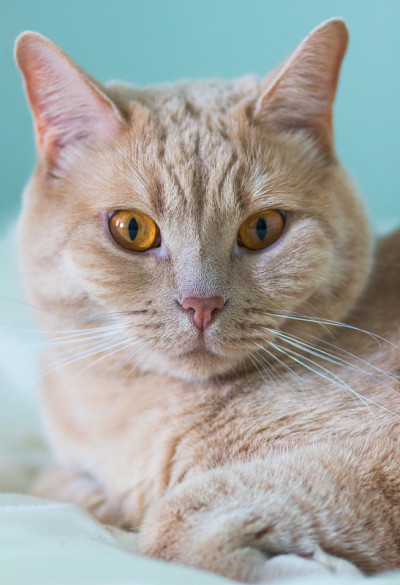 一个姜猫特写肖像。
