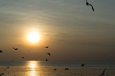 邦浦海边美丽的海鸥