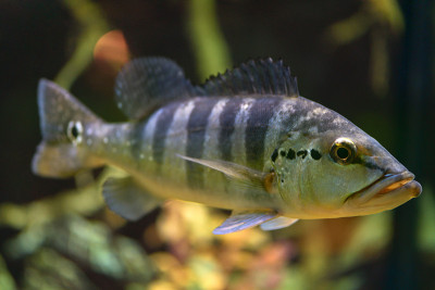 大鱼Cichla Azul在一个透明的水族馆里游泳。摄影水平