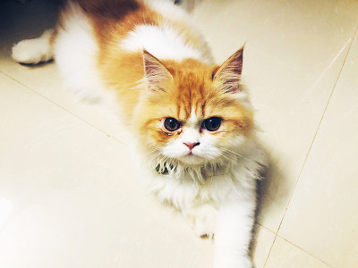 可爱的小猫