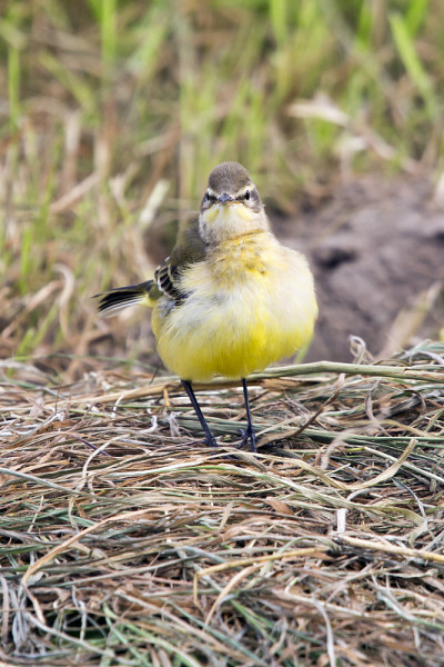 黄鹡鸰（Motacilla flava）