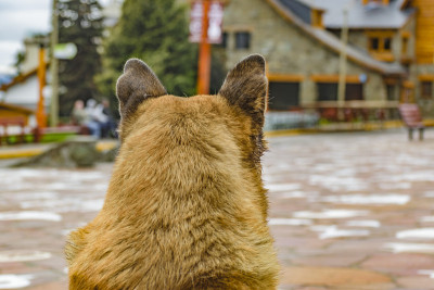 德国牧羊犬后视图