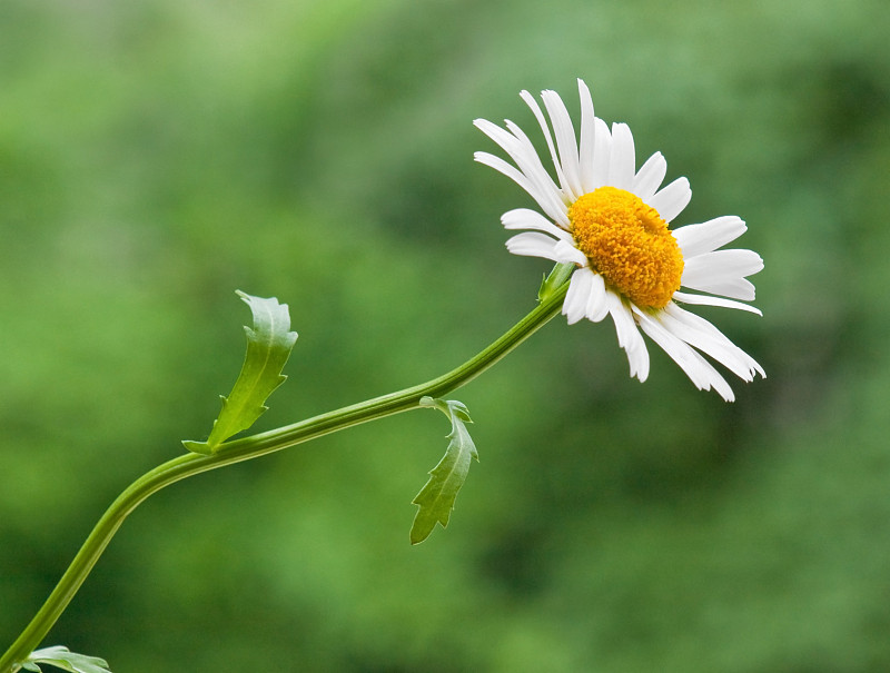 甘菊花宏