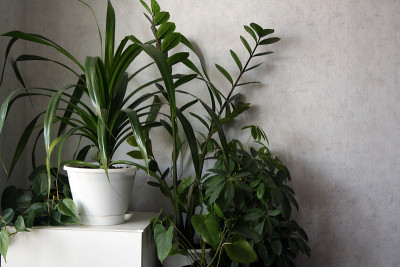 白墙上的盆栽。Zamioculcas、鹅掌柴、露兜树。