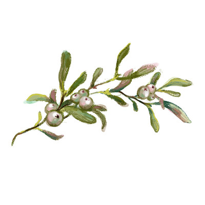 水彩槲寄生枝，传统的圣诞装饰