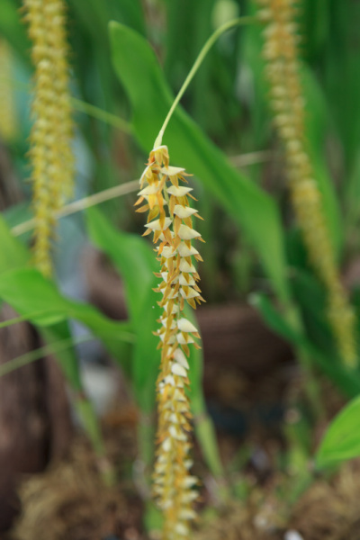 黄松兰花
