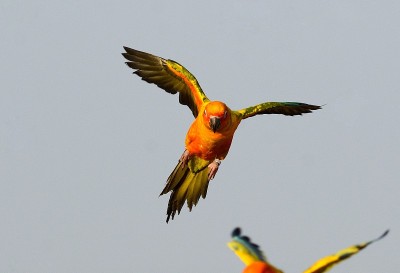 Sun Conure (Aratinga solstitialis)