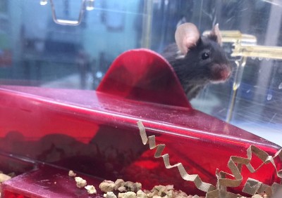 laboratory animal