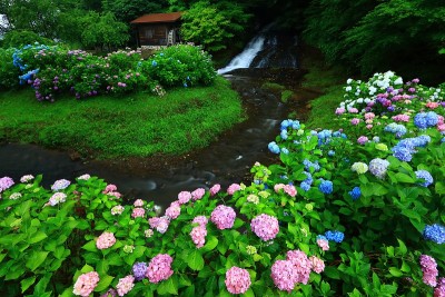 岩手县北上市绣球花和水磨
