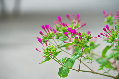 Mirabilis jalapa
