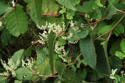 虎杖的花