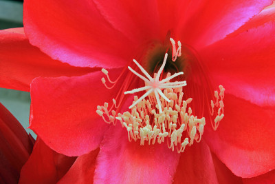 仙人掌花1