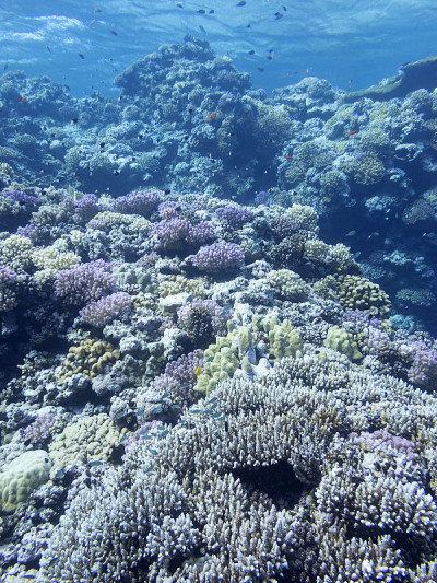 五彩缤纷的热带海底珊瑚礁，水下景观