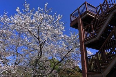 樱花和天文台，日山山顶(高知市，高知县)