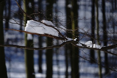 狗狗小狗冬天的雪