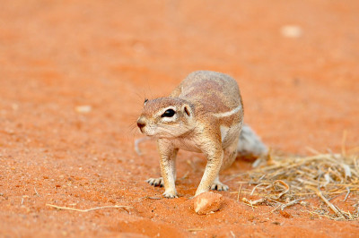 地松鼠(Xerus inaurus)