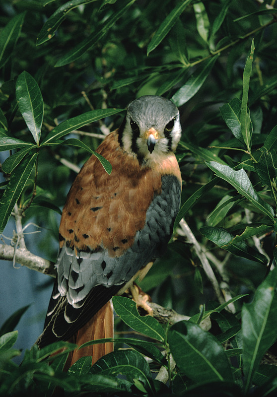 美国Kestral (Falco Sparverius)