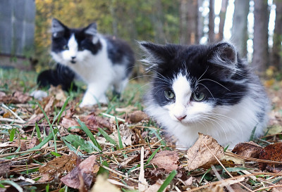 美丽的毛茸茸的谷仓小猫在大自然的叶子背景