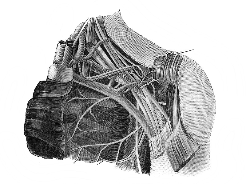 1869年，圣彼得堡，格雷布医生的旧书《手术图集》中的肩部肌肉和静脉