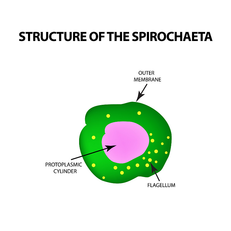螺旋体的结构，苍白的密螺旋体。梅毒的病原体。信息图。矢量插图在孤立的背景。
