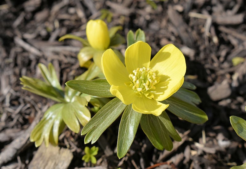 冬附子花与芽