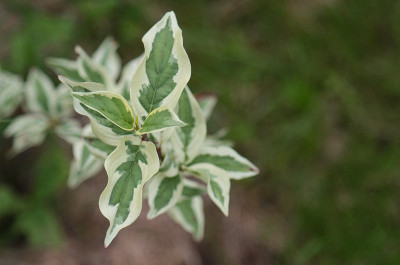 男性山茱萸布什。
