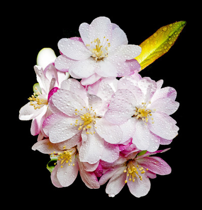 海棠(木瓜或海棠花)