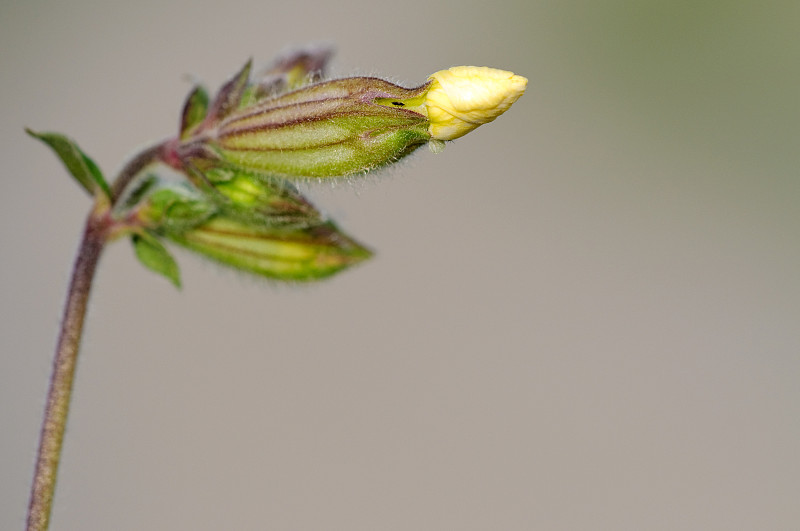 详细的野花