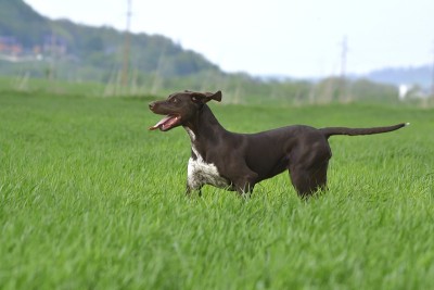 德国短毛指示犬