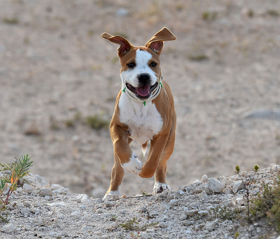 一只幼小的斗牛犬