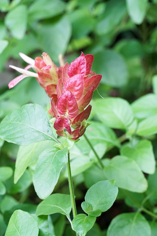 正义布兰德吉亚花