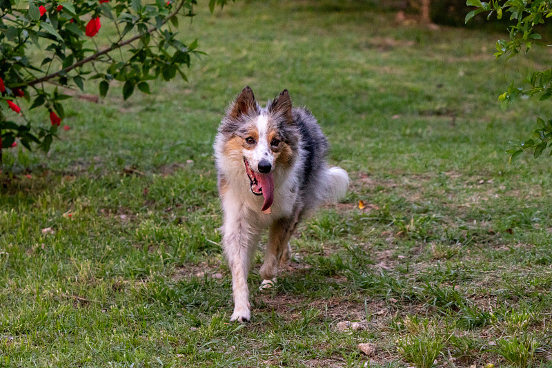 灰色和白色的边境牧羊犬在绿色的草地上奔跑