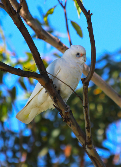 小corella