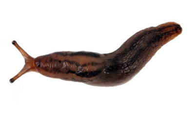 鼻涕虫