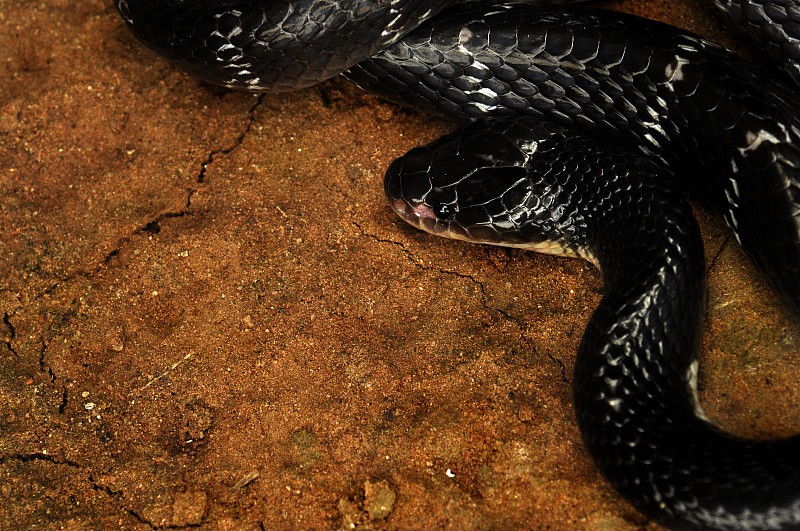 Indian krait