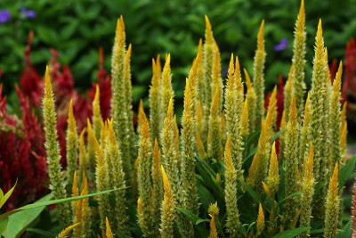 Celosia Cristata花