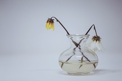 两个干燥花