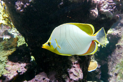 海水水族馆，海洋生物