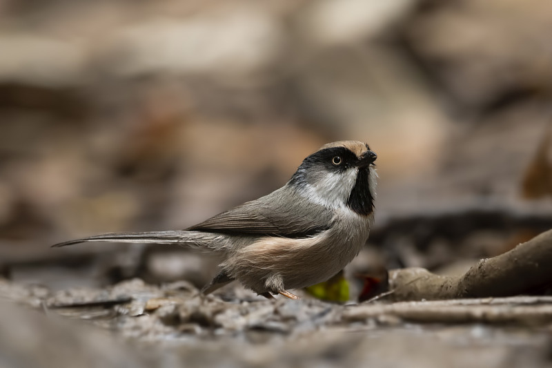 白颊bushtit