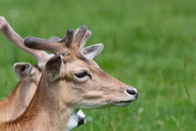 鹿Fallow dama
