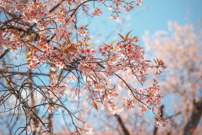 野生喜马拉雅樱春花