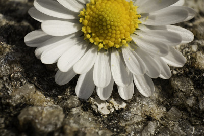 Margarida
