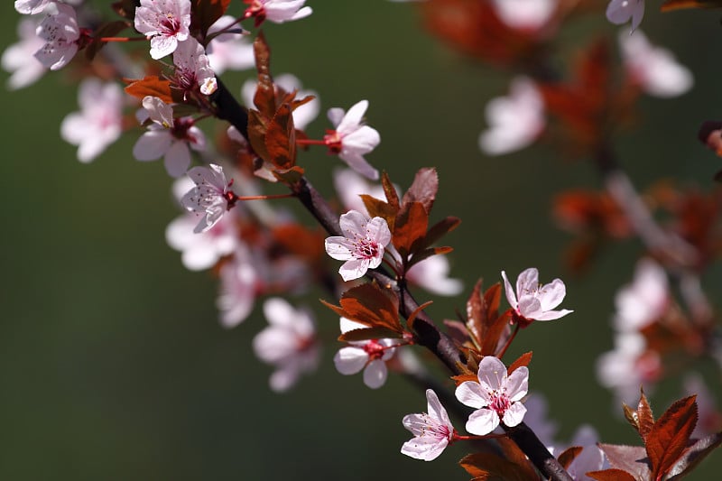 水果开花