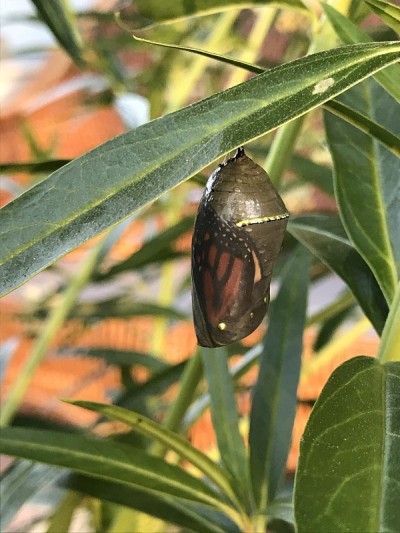 黑脉金斑蝶茧