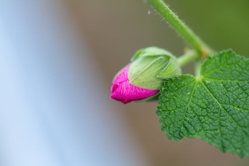 玫瑰色的蜀