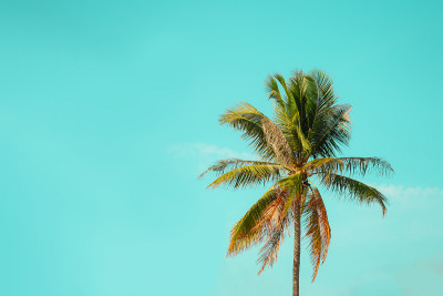 夏天的棕榈树