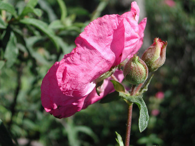 Cistus